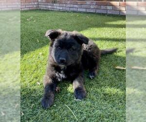 Sheprador Dogs for adoption in Dana Point, CA, USA