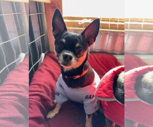 Chipin Dogs for adoption in Williamsburg, NM, USA