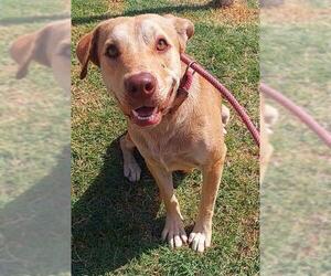 Labrador Retriever-Unknown Mix Dogs for adoption in Fort Lauderdale, FL, USA