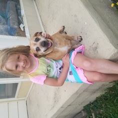 Bassugg Dogs for adoption in Wilmington, DE, USA