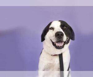 Labrador Retriever Dogs for adoption in Florence, AL, USA