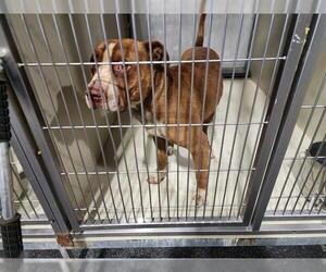 American Pit Bull Terrier Dogs for adoption in Bakersfield, CA, USA