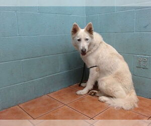 Siberian Husky-Unknown Mix Dogs for adoption in Downey, CA, USA