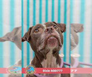Bulldog-Unknown Mix Dogs for adoption in Mobile, AL, USA