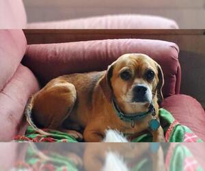 Puggle Dogs for adoption in Grantville, PA, USA