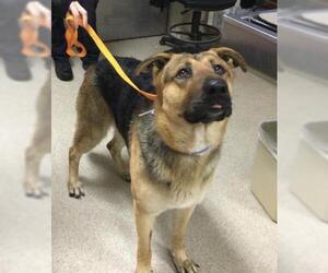 German Shepherd Dog Dogs for adoption in Riverside, CA, USA
