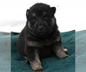 Mutt Dogs for adoption in Thief River Falls, MN, USA