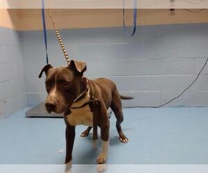 American Pit Bull Terrier-Unknown Mix Dogs for adoption in Moreno Valley, CA, USA