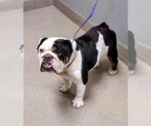 Bulldog-Unknown Mix Dogs for adoption in Las Vegas, NV, USA