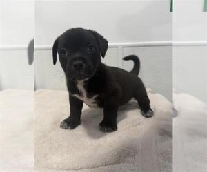 Medium Photo #2 Mutt Puppy For Sale in Redlands, CA, USA