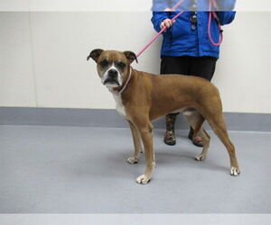 Medium Photo #1 Boxer Puppy For Sale in Louisville, KY, USA