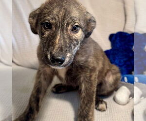 Labrador Retriever-Plott Hound Mix Dogs for adoption in Bristol, CT, USA
