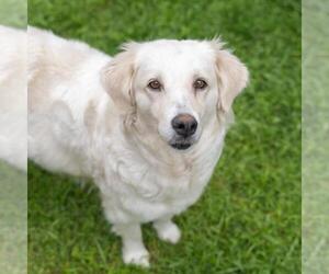 Golden Labrador Dogs for adoption in San Diego, CA, USA