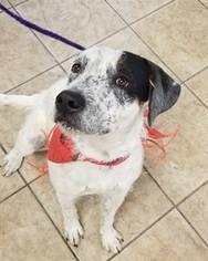Mutt Dogs for adoption in Canon City, CO, USA