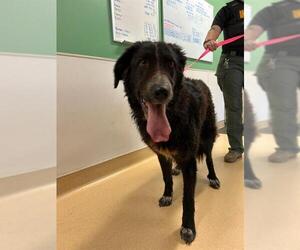 Anatolian Shepherd-Unknown Mix Dogs for adoption in Placerville, CA, USA