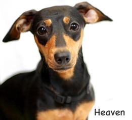 Dachshund Dogs for adoption in Hot Springs Village, AR, USA
