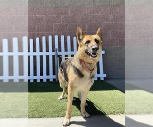 German Shepherd Dog Dogs for adoption in Modesto, CA, USA