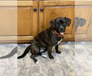 Pug-Unknown Mix Dogs for adoption in Macon, MO, USA
