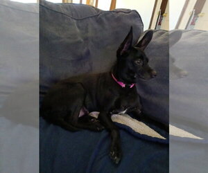 Chihuahua-Unknown Mix Dogs for adoption in Morganville, NJ, USA