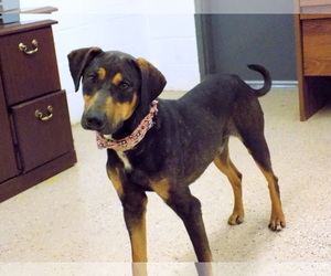 Labrador Retriever-Unknown Mix Dogs for adoption in York, SC, USA