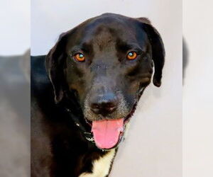 American Pit Bull Terrier-Labrador Retriever Mix Dogs for adoption in Sanford, FL, USA