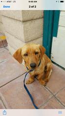 Dachshund-Unknown Mix Dogs for adoption in Healdsburg, CA, USA