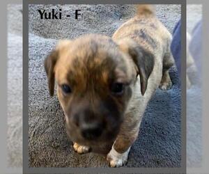 Boxador Dogs for adoption in Walnutport, PA, USA
