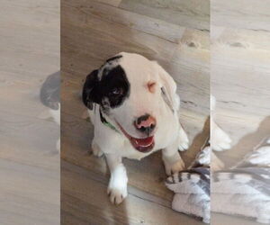 Australian Shepherd-Catahoula Leopard Dog Mix Dogs for adoption in MIDWAY, UT, USA