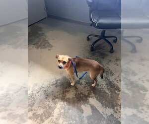 Beagle-Unknown Mix Dogs for adoption in Tallahassee, FL, USA