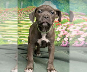 American Staffordshire Terrier-Unknown Mix Dogs for adoption in Lakewood, CO, USA
