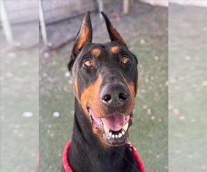 Doberman Pinscher Dogs for adoption in Woodland, CA, USA