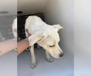 Carolina Dog-Unknown Mix Dogs for adoption in Houston, TX, USA
