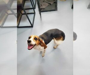 Beagle Dogs for adoption in Columbus, IN, USA