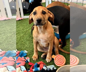 Black Mouth Cur-Unknown Mix Dogs for adoption in Sanford, FL, USA