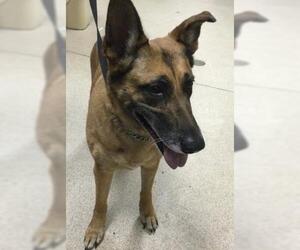 German Shepherd Dog Dogs for adoption in Riverside, CA, USA