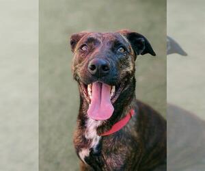 American Pit Bull Terrier-Unknown Mix Dogs for adoption in Sacramento, CA, USA