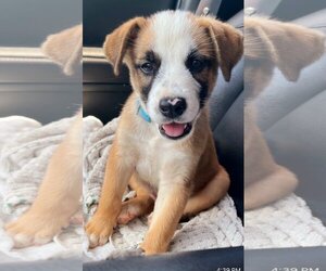 Boxer-Unknown Mix Dogs for adoption in Pipe Creek, TX, USA