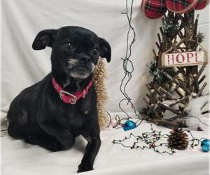 Chug Dogs for adoption in Rustburg, VA, USA