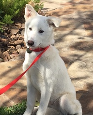Alaskan Husky-Unknown Mix Dogs for adoption in Houston, TX, USA