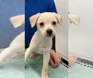 Labrador Retriever-Unknown Mix Dogs for adoption in Chico, CA, USA