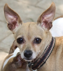 Chihuahua-Unknown Mix Dogs for adoption in Arlington, TX, USA