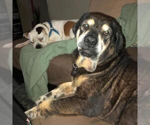 Rottweiler Dogs for adoption in Von Ormy, TX, USA