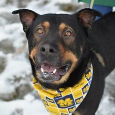 Small Rottweiler Mix