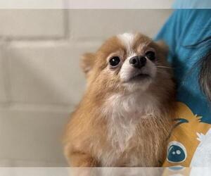 Pomeranian-Unknown Mix Dogs for adoption in Raleigh, NC, USA