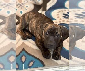 Bloodhound-Dachshund Mix Dogs for adoption in Burbank, CA, USA