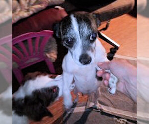 Jack Russell Terrier Dogs for adoption in Rutherfordton, NC, USA