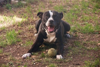 Small American Pit Bull Terrier Mix