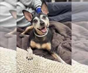 Miniature Pinscher-Unknown Mix Dogs for adoption in Conroe, TX, USA