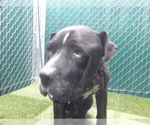 American Pit Bull Terrier Dogs for adoption in Downey, CA, USA