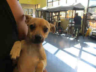 Medium Photo #1 Chihuahua Puppy For Sale in Santa Maria, CA, USA